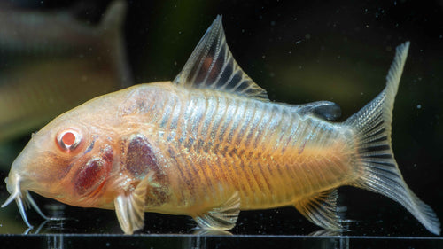 Albino Corydora