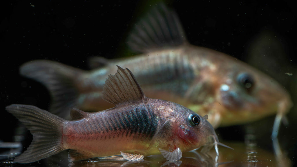 Green Lazer Corydoras