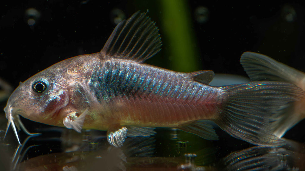 Green Lazer Corydoras