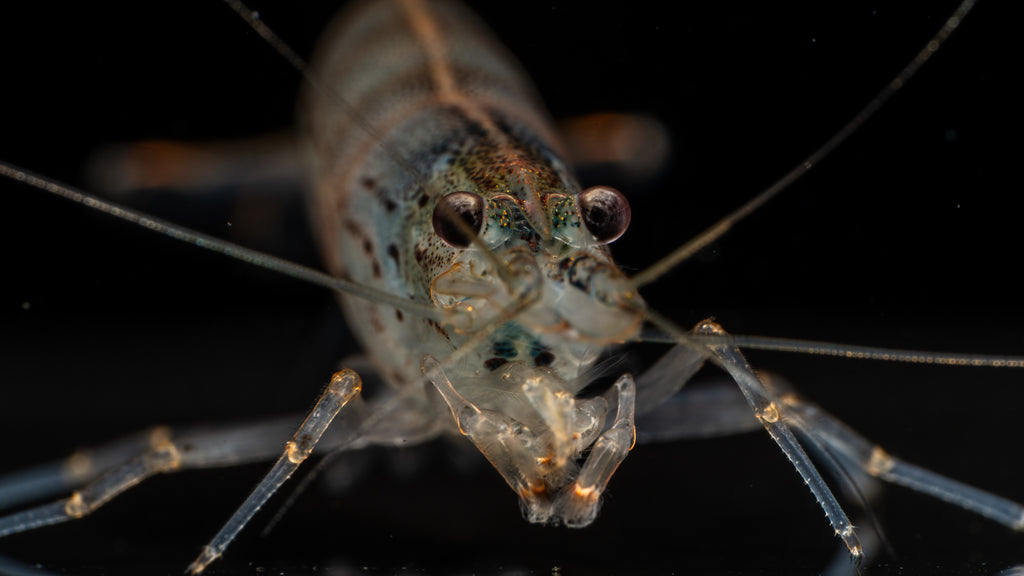 🦐 Amano Shrimp (Caridina multidentata)