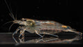 🦐 Amano Shrimp (Caridina multidentata)