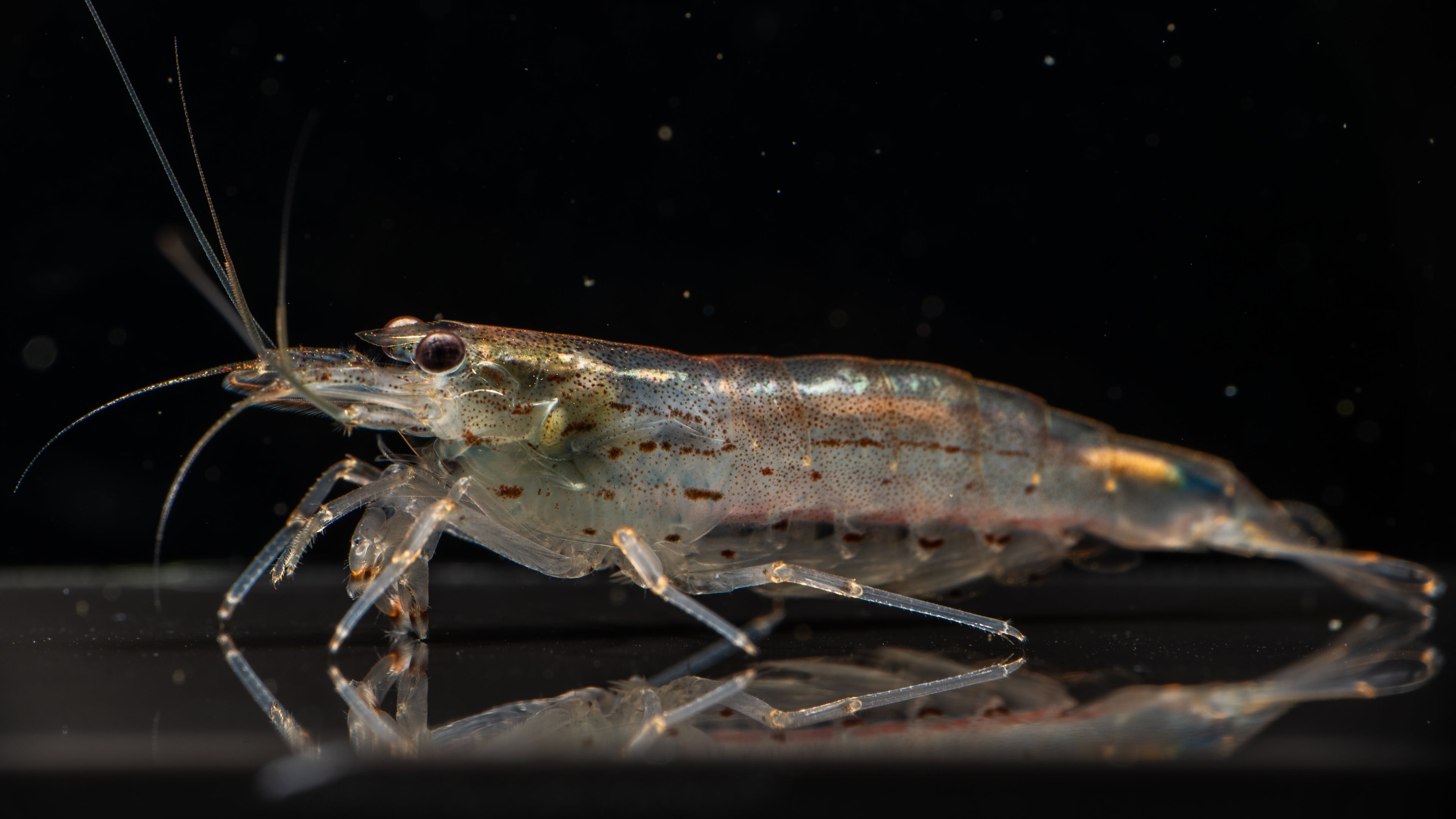 🦐 Amano Shrimp (Caridina multidentata)