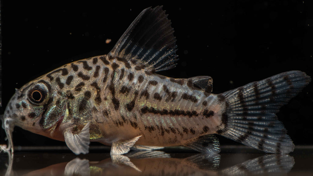 Julii Corydoras