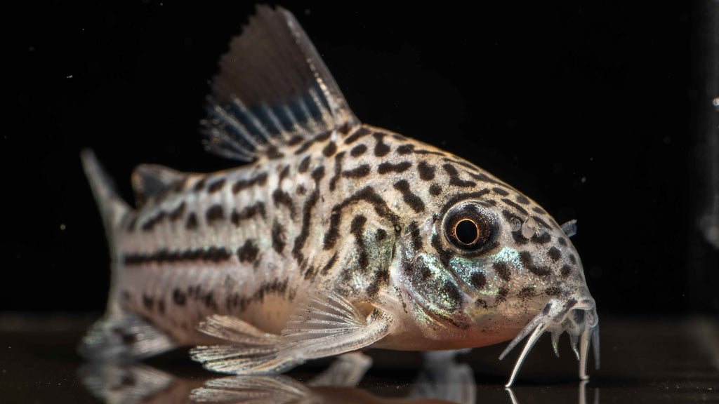 Julii Corydoras