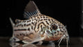 Julii Corydoras