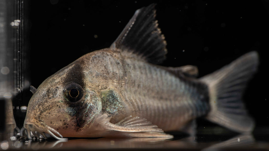 Convict / Bandit Corydoras