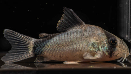 Convict / Bandit Corydoras