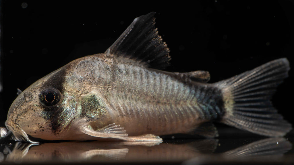 Convict / Bandit Corydoras