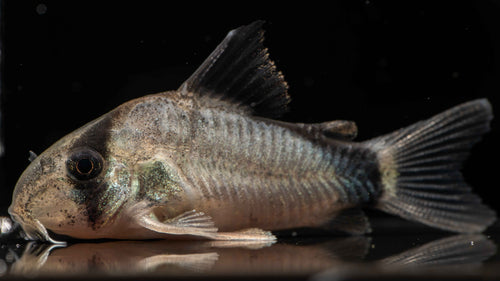 Convict / Bandit Corydoras