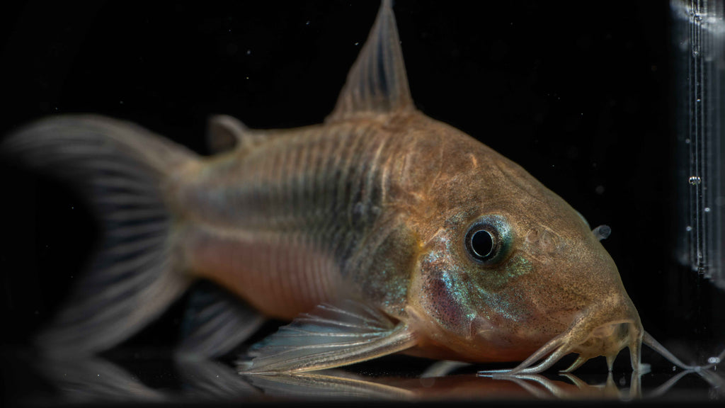 Green Lazer Corydoras