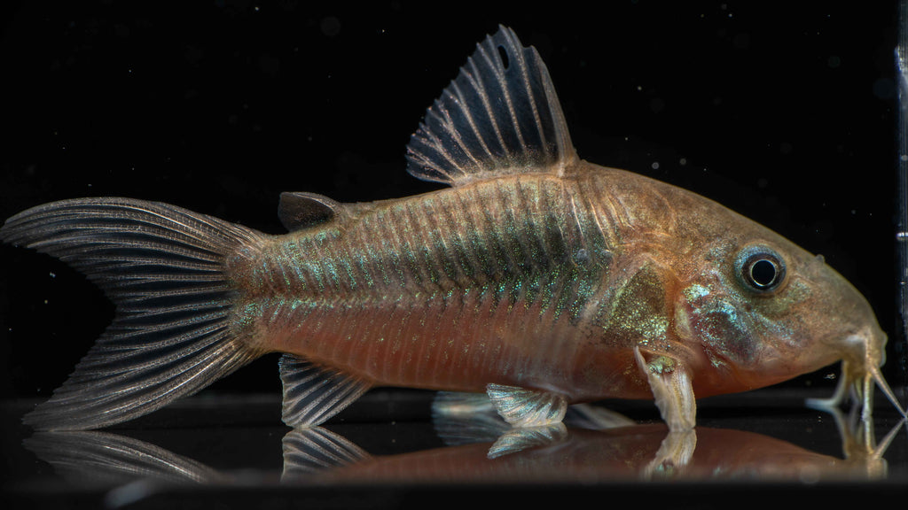 Green Lazer Corydoras