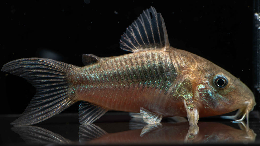 Green Lazer Corydoras
