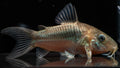 Green Lazer Corydoras