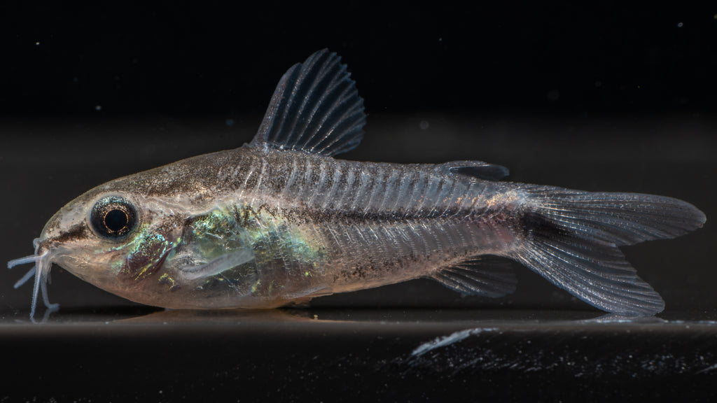 🐟 Pygmy Corydoras (Corydoras pygmaeus)