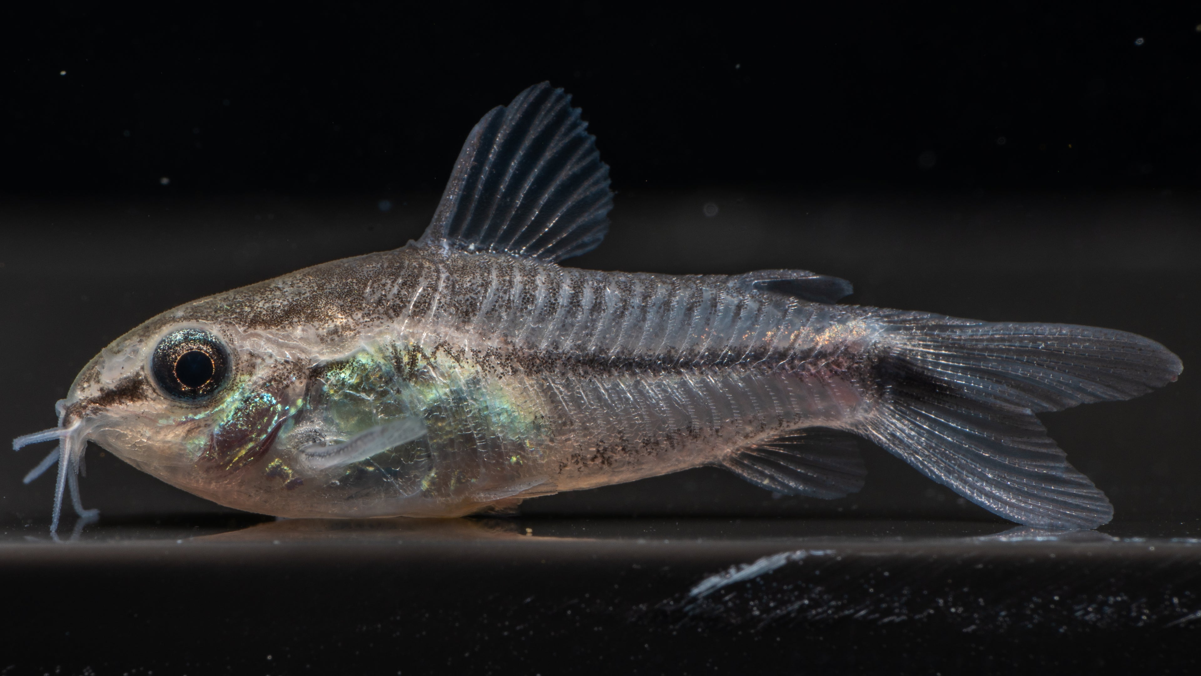 🐟 Pygmy Corydoras (Corydoras pygmaeus)