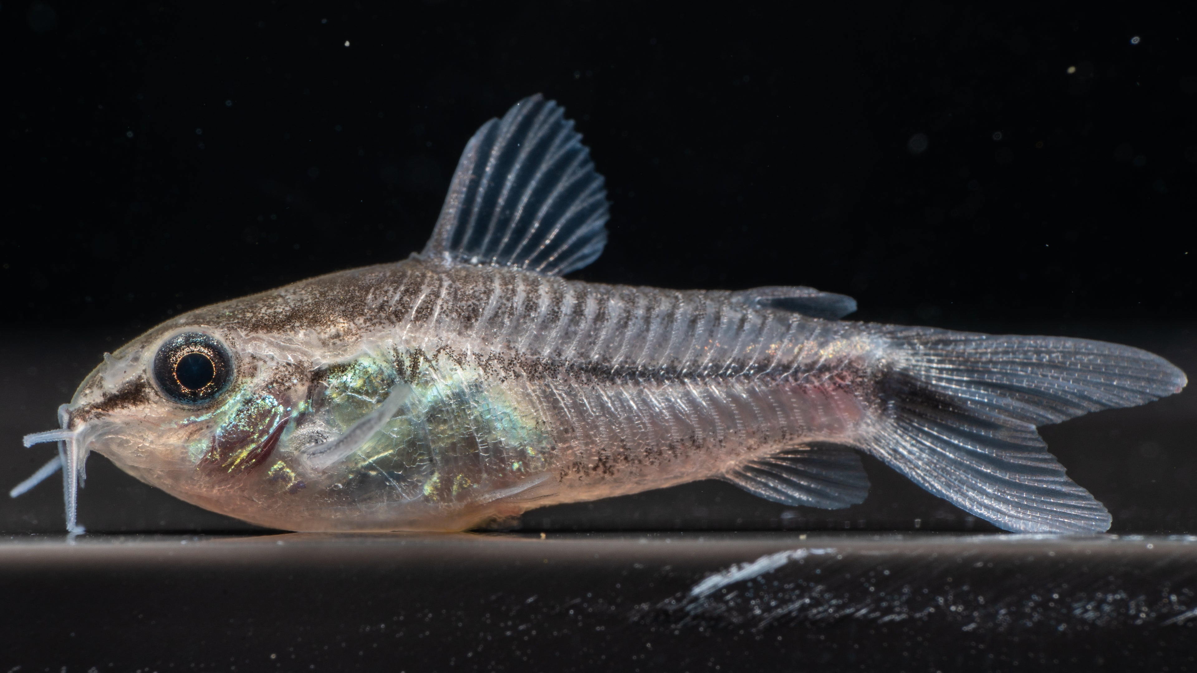 🐟 Pygmy Corydoras (Corydoras pygmaeus)