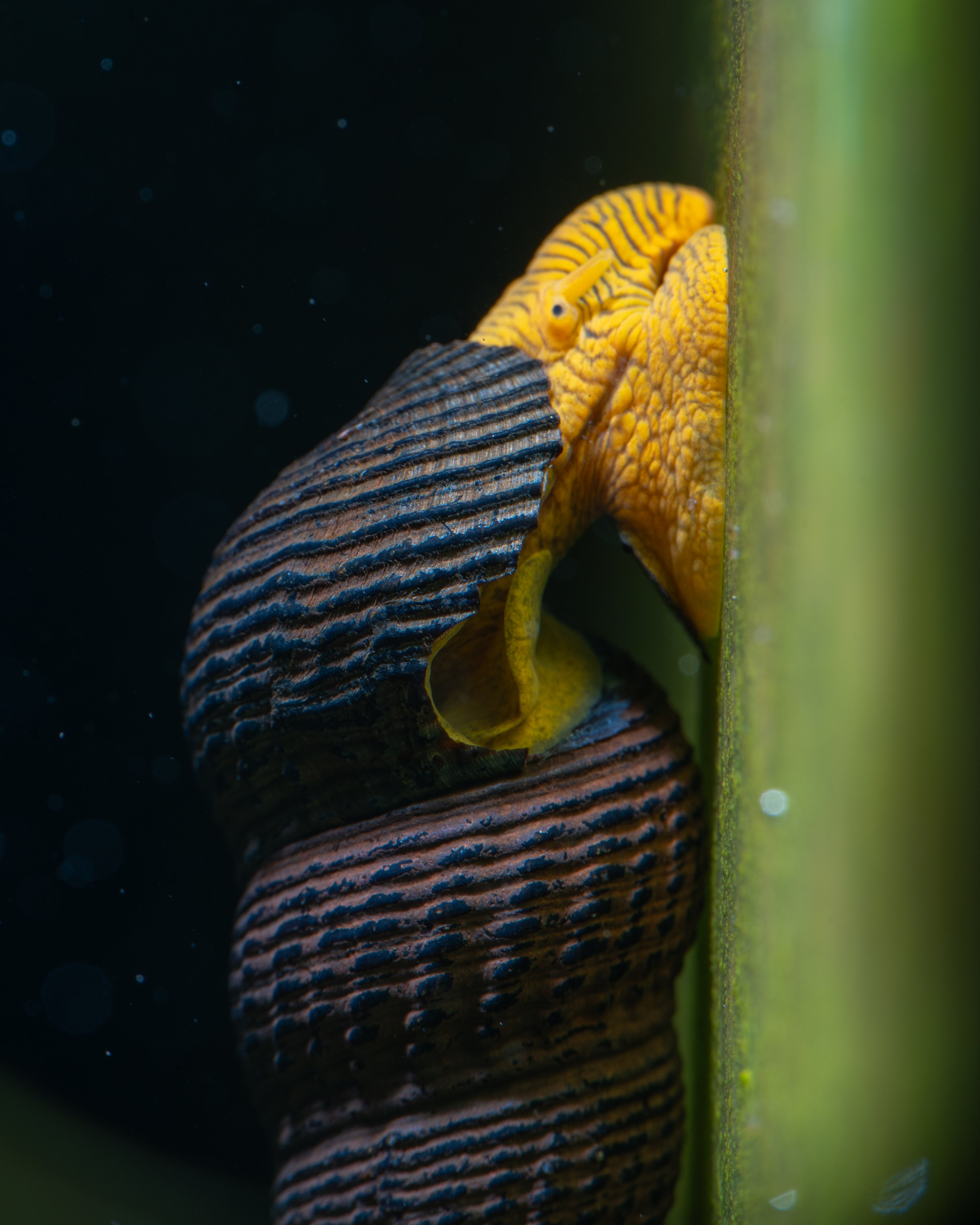 🐌 Rabbit Snails (Tylomelania spp.)