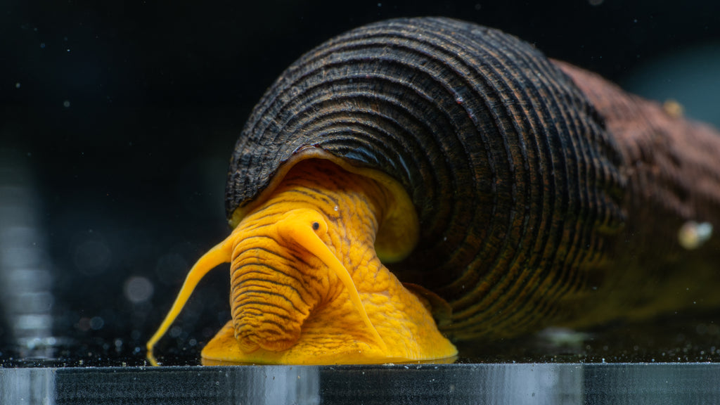 🐌 Rabbit Snails (Tylomelania spp.)