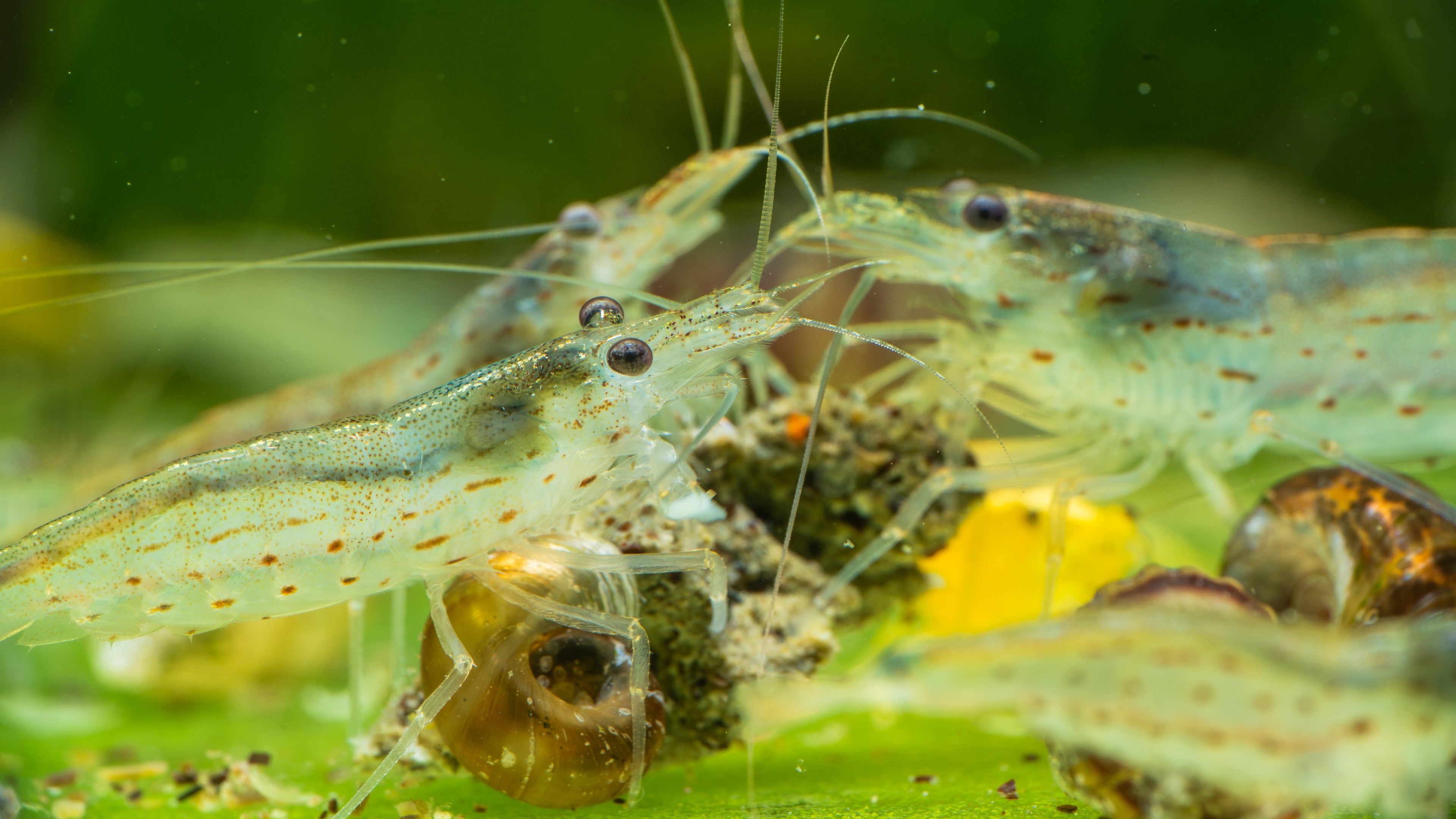 🦐 Amano Shrimp (Caridina multidentata)