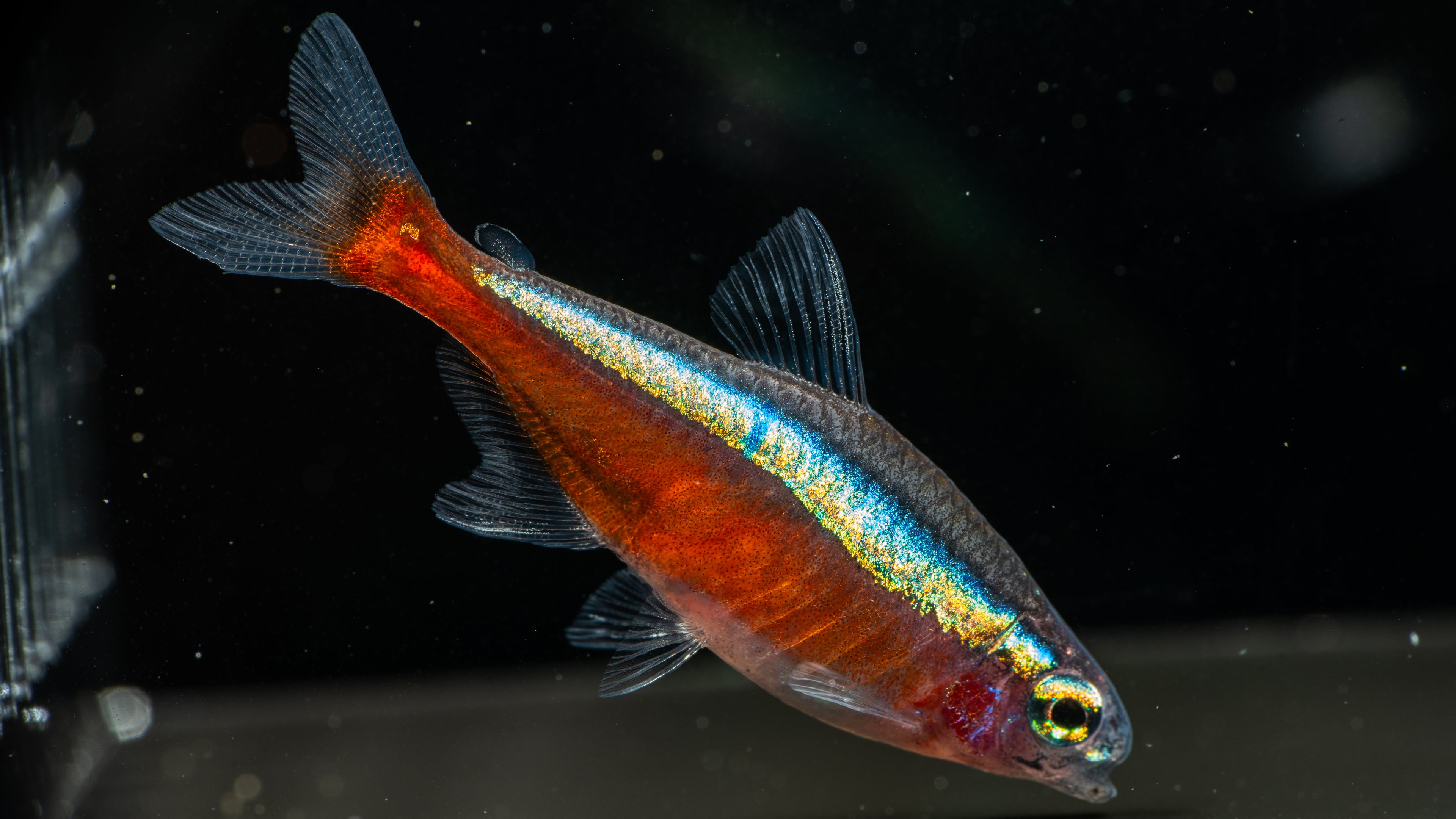 🐠 Cardinal Tetra (Paracheirodon axelrodi)