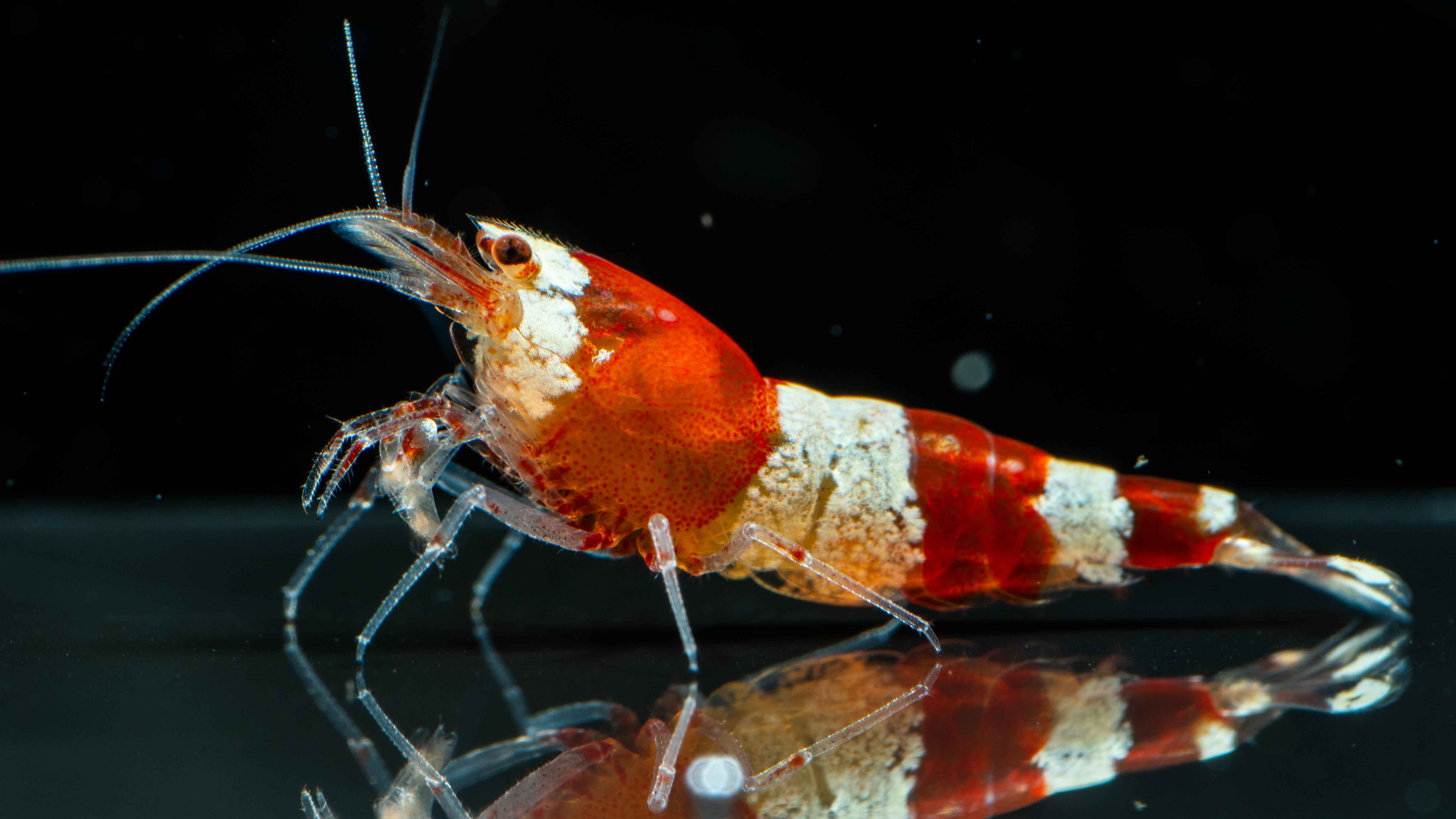 Shrimp – Simply Aquatic