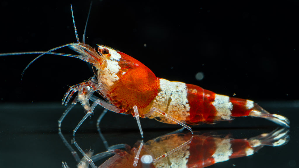 🦐 Red Crystal Shrimp