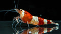 🦐 Red Crystal Shrimp