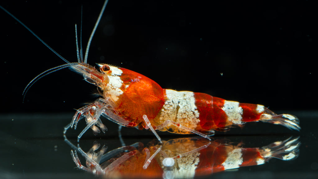 🦐 Red Crystal Shrimp