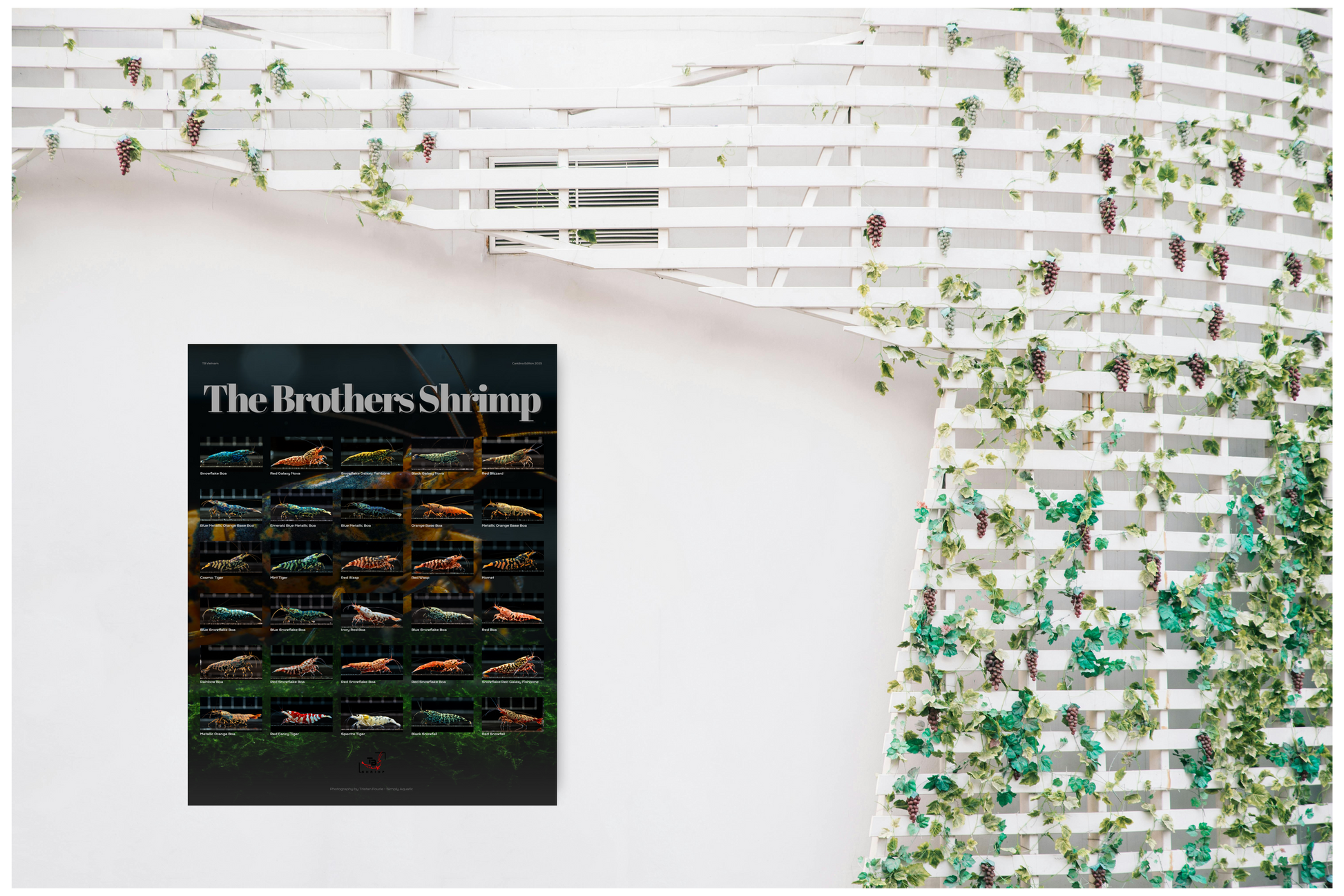 The Brothers Shrimp - Caridina 2025 Poster
