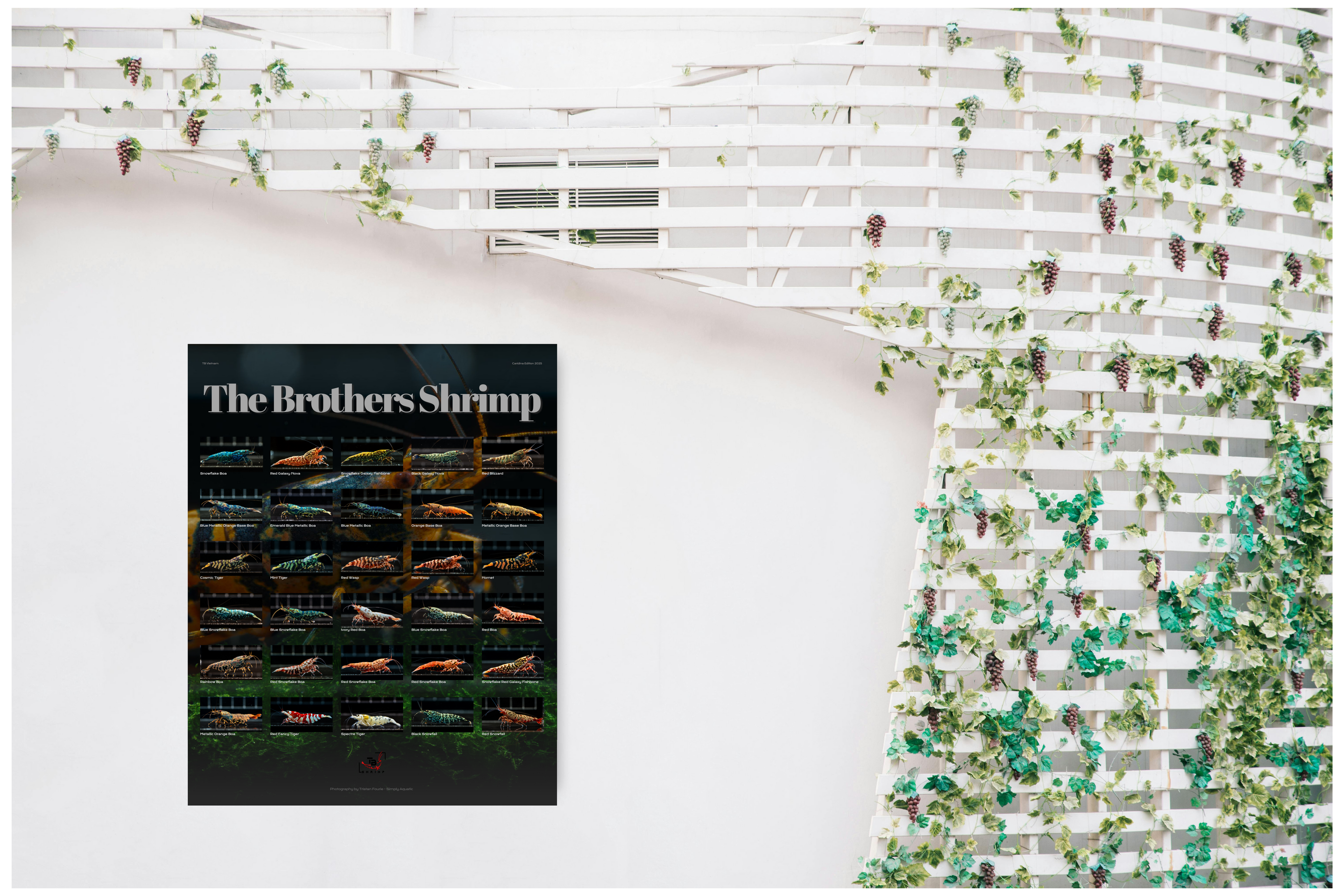 The Brothers Shrimp - Caridina 2025 Poster - Simply Aquatic